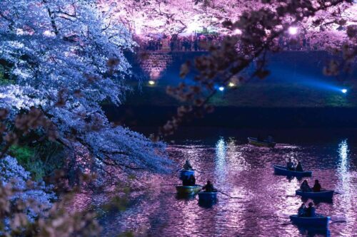 [2023年最新]夜桜も楽しめる！都内のイルミネーション花見スポット特集：中目黒、六本木、日比谷
